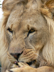 Close up of the face of a male lion