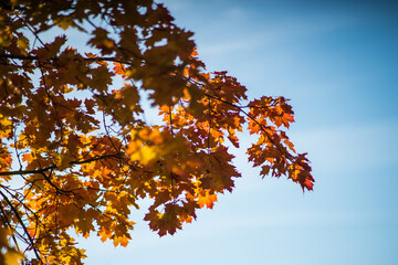 Yellow tree in autumn under blue sky 