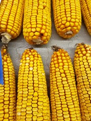 Closeup of Dried Yellow Corn