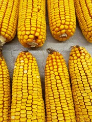 Closeup of Dried Yellow Corn