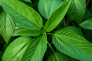 The leaves of Jute Mallow, saluyot, pat, allyott are widely eaten