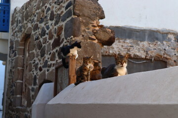 Cats on the roof