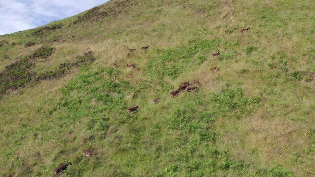 Wild Soay Sheep Grazing on the Side of a Grassy Mountain