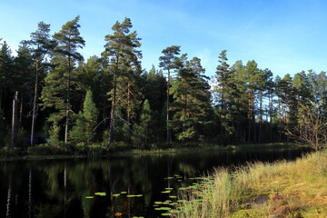 Obraz premium Tiveden National Park. Beautiful view over a small Swedish lake. Clear fresh nature, untouched. Forest in the background. Sweden, Scandinavia, Europe.