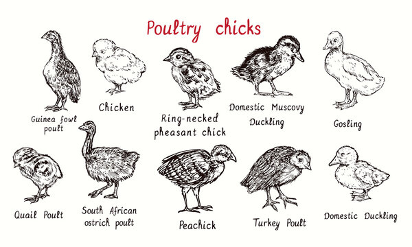 Poultry large collection, isolated poults (chicks) birds with inscriptions. Ink black and white doodle hand drawing in woodcut style.