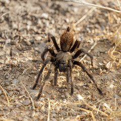 California Tarantula male adult looking for a female during mating season. Joseph Grant County Park, Santa Clara County, California, USA.