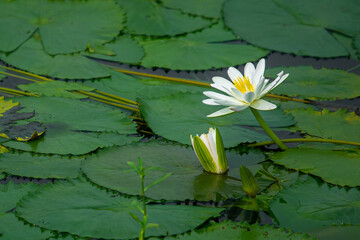 Water Lily (Nymphaeaceae, water lilies, lilly) blooming in pond. Rivers and ponds are filled with...