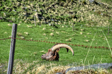 Pinzgauer Ziege, Ziege, Gebirgsziege, Horn, Hörner, Ziegenbock, Pinzgauer Ziegenbock, Rasse,...