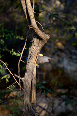 Rüppell's parrot on a tree