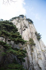 mountain and Pine and cypress