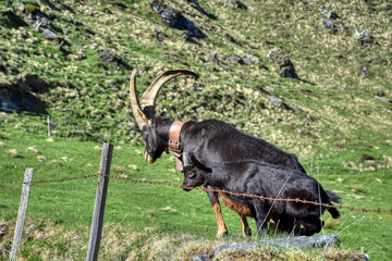 Pinzgauer Ziege, Ziege, Gebirgsziege, Horn, Hörner, Ziegenbock, Pinzgauer Ziegenbock, Rasse,...