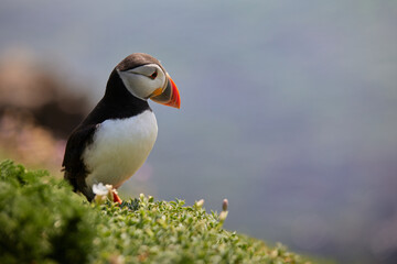 puffin standing on a rock cliff . fratercula arctica
