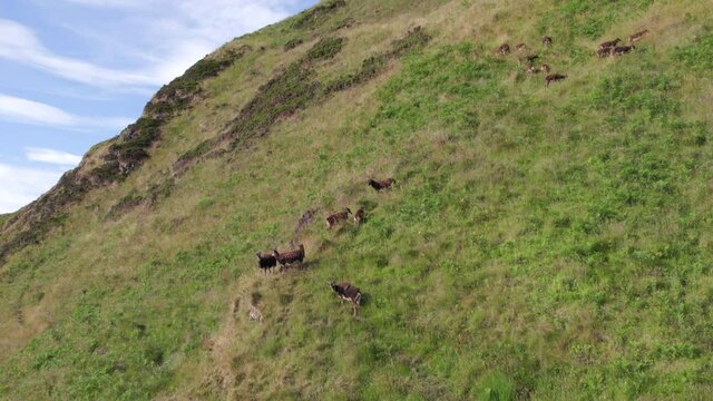Wild Soay Sheep Grazing on the Side of a Grassy Mountain