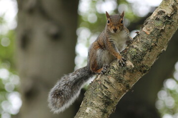 squirrel on a tree