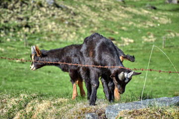 Pinzgauer Ziege, Ziege, Gebirgsziege, Horn, Hörner, Ziegenbock, Pinzgauer Ziegenbock, Rasse,...