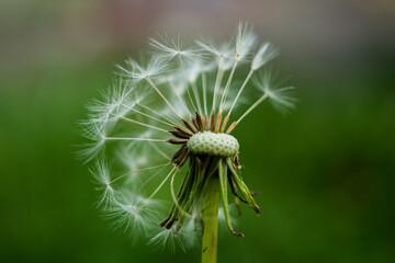 Close up of dandelion seed against green background