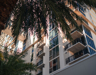Fototapeta na wymiar tree in front of the house building apartments Edgewater Miami Florida luxury garden 
