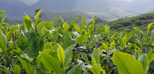 Tender tea leaves