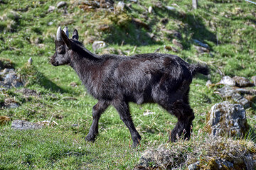 Pinzgauer Ziege, Ziege, Gebirgsziege, Horn, Hörner, Ziegenbock, Pinzgauer Ziegenbock, Rasse,...