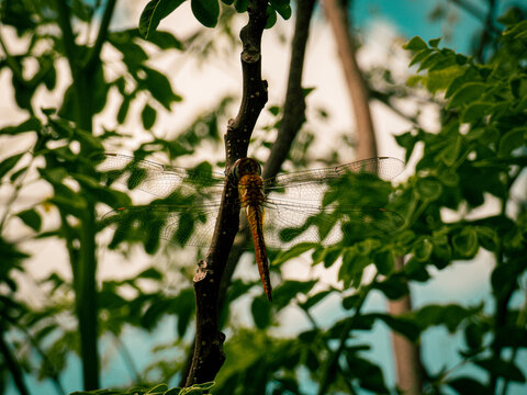 leaves on a branch