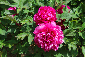 The detail of the beautiful bloom of the peony in the botanical garden. Nice floral background. 