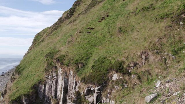 Wild Soay Sheep Grazing on the Side of a Grassy Mountain