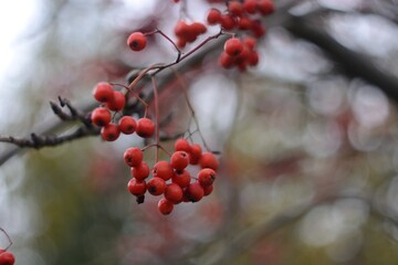 The ripe fruit of barberry, collection of berries.