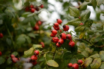 Autumn walks in the fields, the beauty of autumn nature.