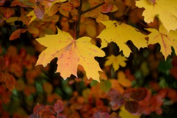 Autumn walks in the fields, the beauty of autumn nature.