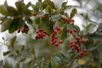 Collecting wild barberry, walking in the forest.