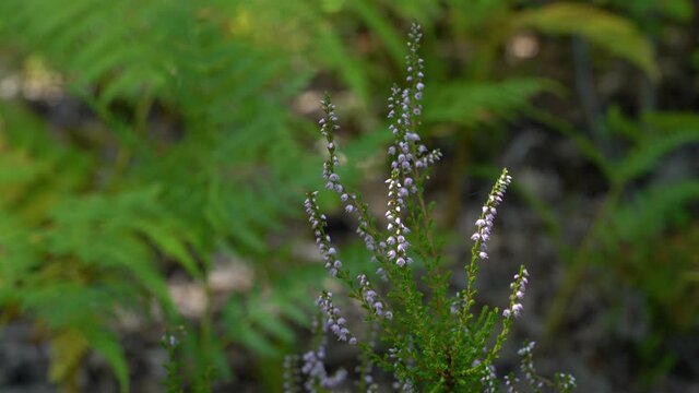 Common Heather in slight breeze (Calluna vulgaris) - (4K)