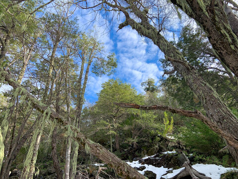 Trees in Shangri-La Park,
Chill&aacute;n, Chile