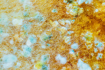  Natural organic fruit mold closeup