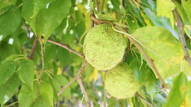 Yellow fruits of osage orange tree.mov