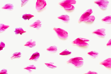 Pink rose petals isolated. Pink petals on a white background. Colored background. 