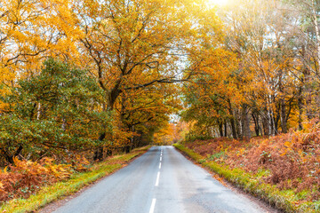 Countryside road through the wood in autumn