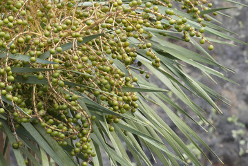 Wild green berries in detail