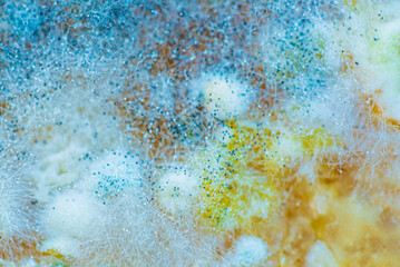  Natural organic fruit mold closeup