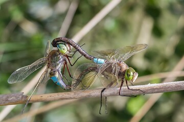 Anax parthenope (lesser emperor), male and female copulation perched on the branch.