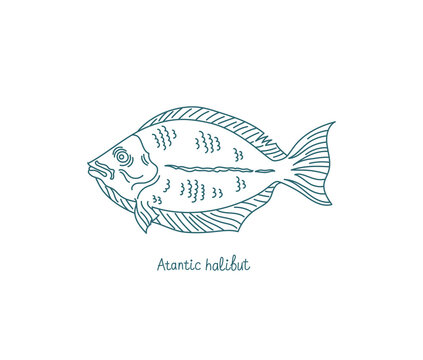 The Atlantic halibut. Hippoglossus hippoglossus. Flatfish of the family Pleuronectidae. Vector contour. Open paths. Editable stroke. Custom line thickness.