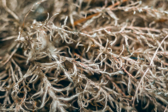 Macro shot of a Cladonia rangiformis on a blurred background