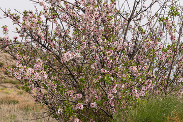 Obraz premium almond tree in bloom in southern Spain