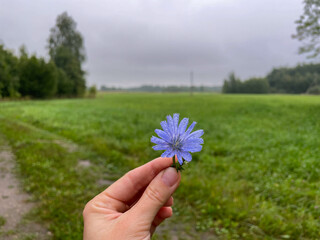 blue flower in the hand and green meadow