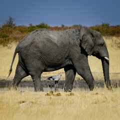Muddy elephant framing a secretary bird