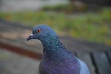 close up of a pigeon