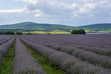 Naklejka na ściany i meble levender field purple aromatic flowers near Nova Zagora, provence in Bulgaria