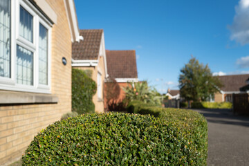 Shallow focus of a well maintained privet hedge seen outside a private house. Located down a...
