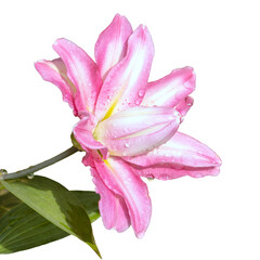 Open bright lily flower, isolated on a white background