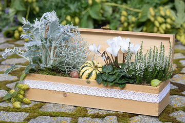 weißes Alpenveilchen, Heidekraut, Silberdrahtpflanze und Silberblatt in Holzkiste im Garten