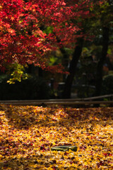 いちょうの黄色い絨毯